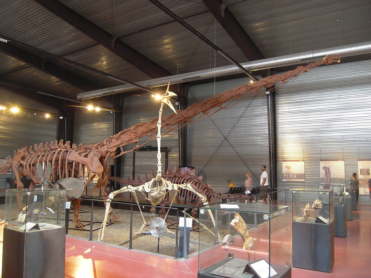 Dinosauria, Espéraza