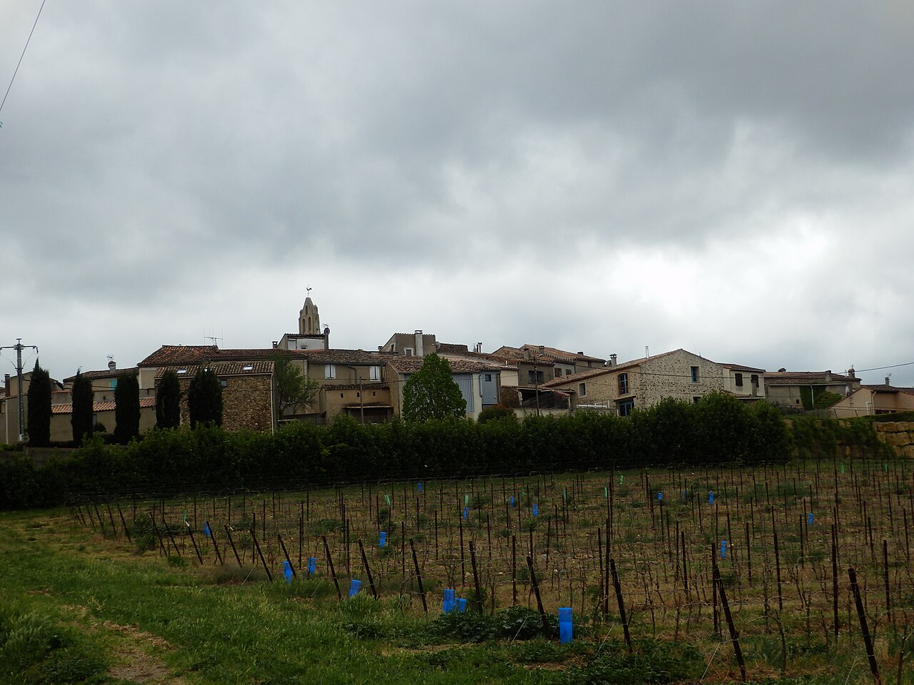 Vines beside La Digne-d’Aval, the village where Domaine J. Laurens is based